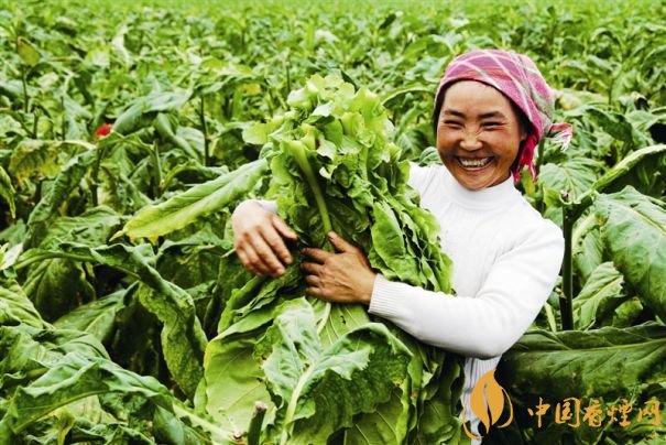 煙葉稅是什么，煙葉稅如何計(jì)算