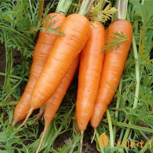 預(yù)防抽煙得肺癌，這些食物降低抽煙傷害